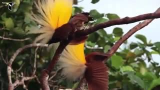 Cendrawasih Kuning besar   Greater Bird of paradise