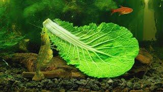 #8 Volcano Filter Tank - Shrimps Eating Cabbage for 3 Hours in 4K