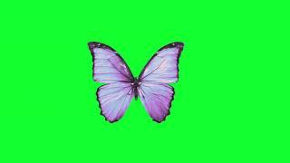 Green Screen Blue Butterfly || Butterfly green screen video effects