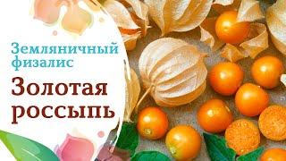 Земляничный физалис Золотая россыпь