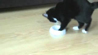 Cat hints that he's hungry / Кот намекает, что он голоден.