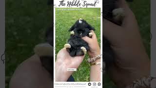 Black bunny | black rabbit | Pet rabbit #youtubeshorts #shortvideo #viral #short #shorts #rabbit