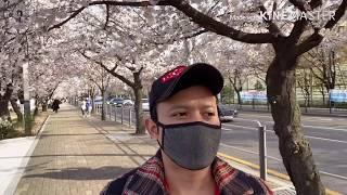MUSIM SEMI KOREA 2020 || keindahan bunga sakura yang sangat mempesona