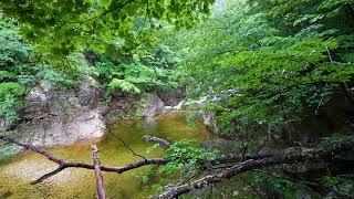 Morning Scenery in the Forest after the Rain, Beautiful Birds Singing, Stream Sounds