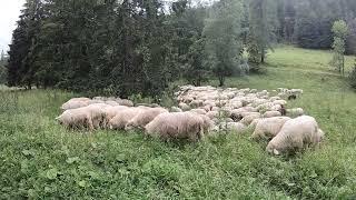 shepherd in Zakopane, Poland Summer 2022