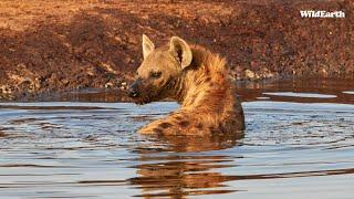 Hyena pool party - SafariLIVE Sunset - 26 September 2024