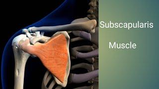 Subscapularis muscle | Origin | Insertion | Nerve supply | Blood supply | Action | by Physiotrav