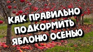 ВЫБОР УДОБРЕНИЙ ДЛЯ ПОДКОРМКИ ЯБЛОНИ ОСЕНЬЮ