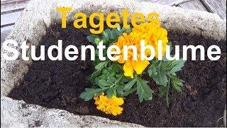 Tagetes Studentenblume pflege gießen Standort düngen vermehren schneiden überwintern Studentenblumen