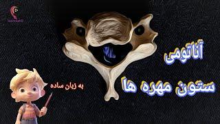 اناتومی مهره های ستون فقرات به زبان ساده