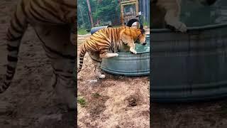 HUGE Tiger Cooling Off! AMAZING