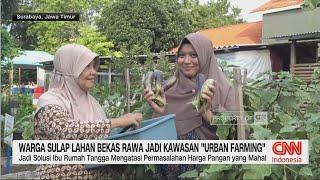 Warga Sulap Rawa Jadi Lahan Urban Farming