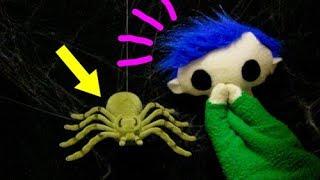 Spiders | Science for Kids