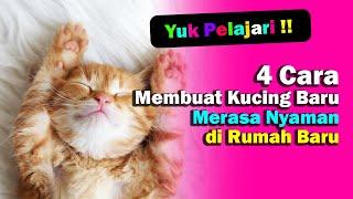 4 Cara Membuat Kucing Baru Merasa Nyaman di Rumah | ODINETWORK