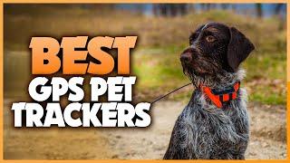 Best GPS Pet Trackers 2022 - Top 5 Best Pet Trackers and GPS Dog Collars