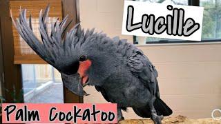 Lucille the Black Palm Cockatoo