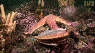 Starfish Attacks A Scallop!