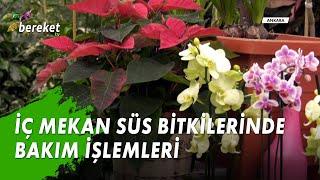 İç Mekan Süs Bitkilerinde Bakım İşlemleri