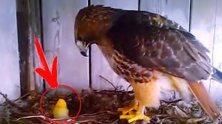 The farmer put a chicken egg in the eagle's nest and put a surveillance camera