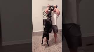 Guard dog Doberman #guard #guarddog #shorts #youtubeshorts #viral #doberman #famous #gym #gymdog