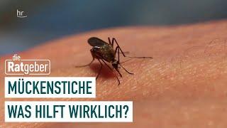 Gefährliche Mückenstiche – Entzündungen drohen | Ratgeber