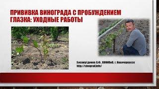 Прививка винограда с пробуждением глазка: уходные работы. Хисамутдинов АФ, Красохина СИ