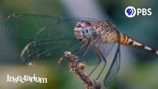 What Makes Dragonflies So Extraordinary