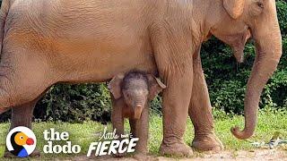 Tiniest Baby Elephant Copies Everything His Mom Does | The Dodo Little But Fierce