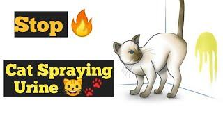 How to Stop Your Cat Spraying urine indoors | Why do male cat Spraying Everywhere | urdu/hindi