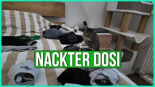 Why do cats like organizing laundry so much?