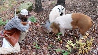How to Humanely Harvest a Pig with Hand Hewn Farm