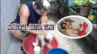 SHIH TZU PUPPY BATHING AT HOME | MVIRGIL TV