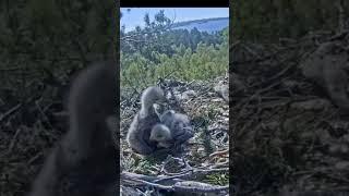 Потолкались, покусали друг друга и не подрались   Pushed and bit each other, but did not fight.