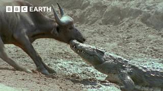 The Greatest Fights In The Animal Kingdom: Part 5 | BBC Earth