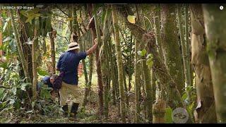 Cultivo de guadua: conozca todos sus cuidados y usos además de las construcciones - La Finca de Hoy