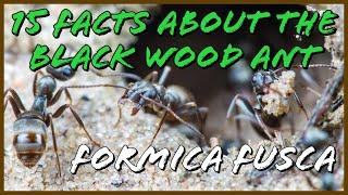 15 Fact About The Black Wood Ant | Formica Fusca