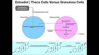 Estradiol Synthesis | Theca Cells & Granulosa Cells