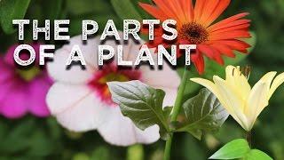 The Parts of a Plant (song for kids about flower/stem/leaves/roots)