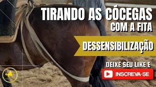 TIRANDO AS CÓCEGAS DO CAVALO COM A FITA!