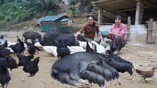 Digging cassava to cook pig feed, taking care of sows, farm life, SURVIVAL ALONE