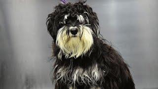 Unbelievable Dog Grooming Transformation: Matted to Magnificent