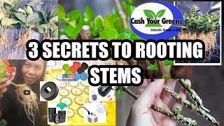 3 SECRETS TO ROOTING STEMS / Plant Propagation the Easy Way