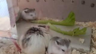 pamiLya Bonding The Hamster