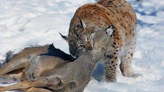 This is why Lynx attacks DEER! The most ferocious wild cat!