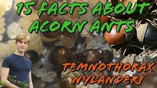 15 Facts About Acorn Ants (Temnothorax Nylanderi) | MyLivingWorlds Ants