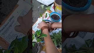 Soil mix kaise bnaye or mirch /baigan ka paudhe lgaye (How to make soil mix) #shorts #gardening