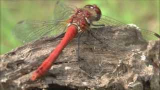 Ruddy Darter Dragonfly Sympetrum sanguineum (male)