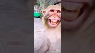 Funny monkey laughing