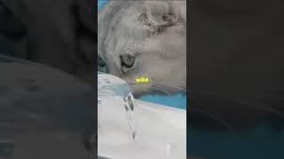 #mysteriousshorts#mystery#cats#seawater#dehydration#follow#facts#like#subscribe#reels#shorts#video