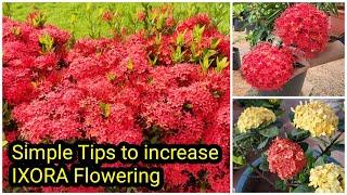 Ixora Flowering Tips | Ixora Plant care | തെച്ചി ചെടിയിൽ ഒത്തിരി പൂക്കൾ ഉണ്ടാകാൻ